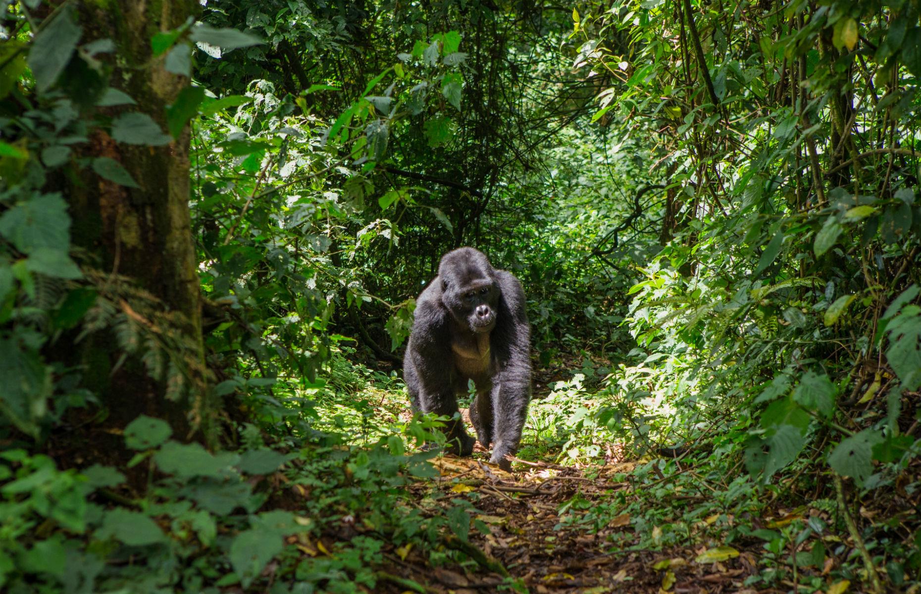 Gorillas in Uganda